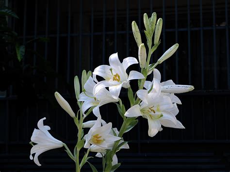 azucena flower